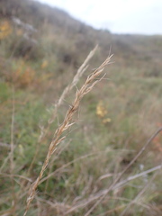 Achnatherum sibiricum