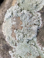 Lecanoraceae