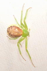 Diaea dorsata
