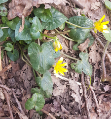 Ficaria verna
