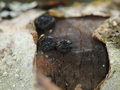 Biscogniauxia repanda