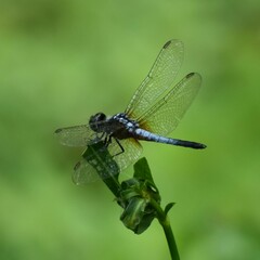 Brachydiplax chalybea