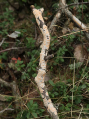 Corticium roseum