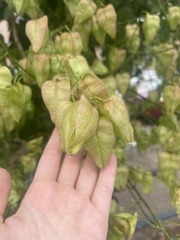 Koelreuteria paniculata
