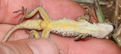 Anolis cusuco