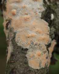 Corticium roseum