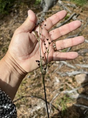 Juncus articulatus