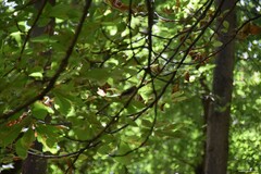 Aesculus hippocastanum