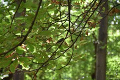 Aesculus hippocastanum