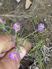Polygala curtissii