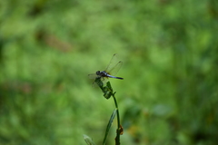 Brachydiplax chalybea