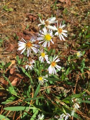 Symphyotrichum simmondsii