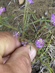 Polygala curtissii