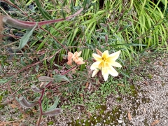 Oenothera stricta