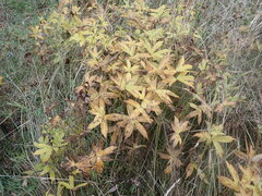 Anemonastrum dichotomum