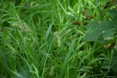 Setaria verticillata
