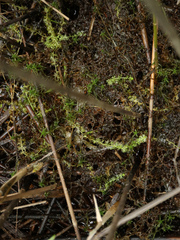 Utricularia intermedia