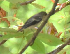 Aesculus hippocastanum