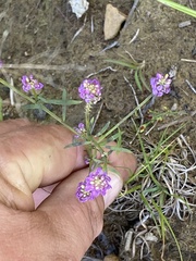 Polygala curtissii