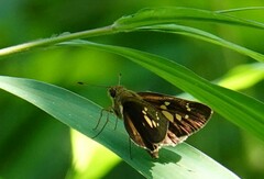 Polytremis lubricans