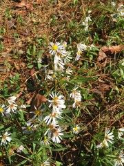 Symphyotrichum simmondsii