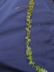 Utricularia intermedia