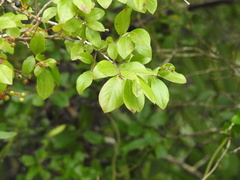 Vaccinium