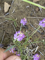 Polygala curtissii
