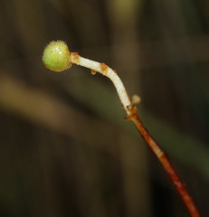 Utricularia intermedia