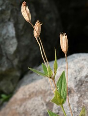 Erythranthe erubescens
