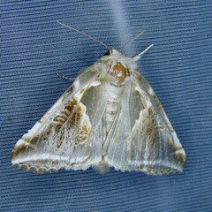 Habrosyne pyritoides