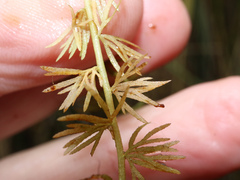 Utricularia intermedia