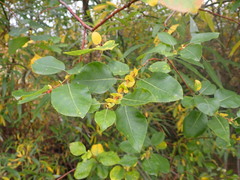 Salix pyrolifolia
