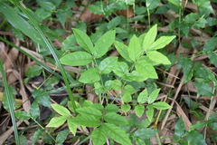 Ailanthus excelsa