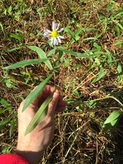 Symphyotrichum simmondsii