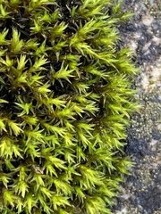 Schistidium apocarpum