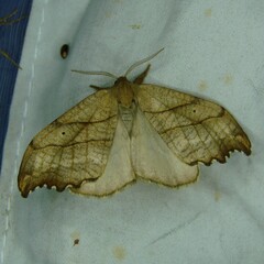 Falcaria lacertinaria