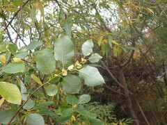 Salix pyrolifolia