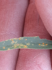 Coleosporium solidaginis