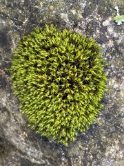 Schistidium apocarpum