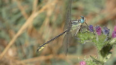 Gomphus simillimus