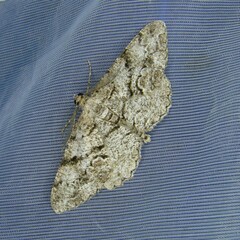 Peribatodes secundaria