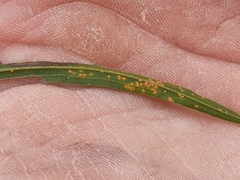 Coleosporium solidaginis