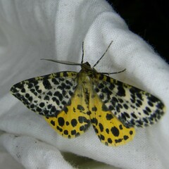 Arichanna melanaria