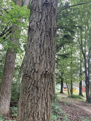 Phellodendron amurense