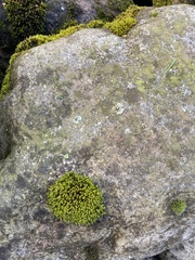 Schistidium apocarpum