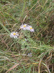 Aster biennis