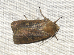Xestia xanthographa