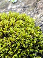 Schistidium apocarpum