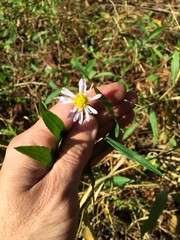 Symphyotrichum simmondsii